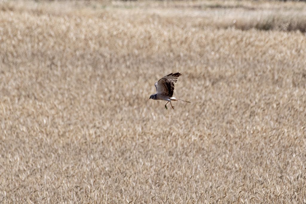 Albanella pallida juv